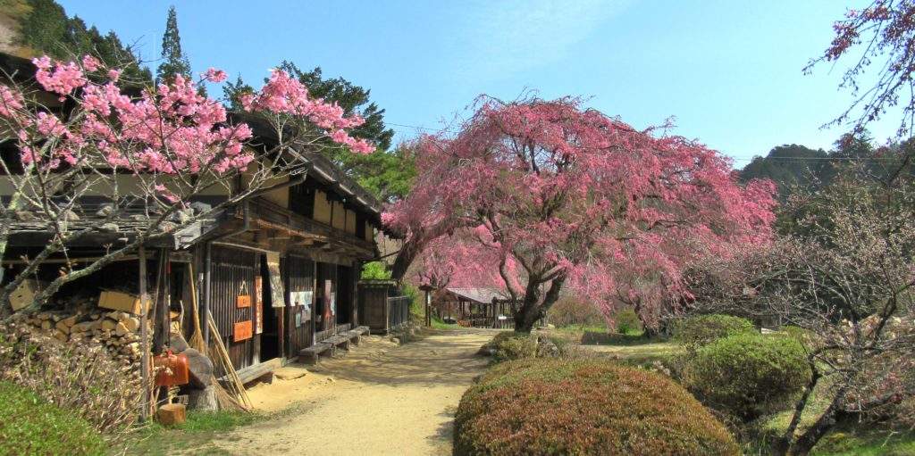 Ichikokutochi Tatebachaya