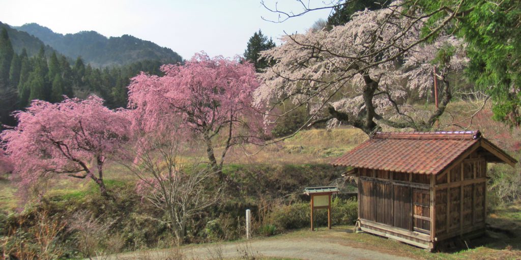 Koyasu Kannon and the weeping cherry tree