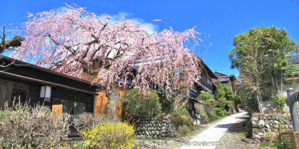 Magome-juku Cherry Blossom Tree