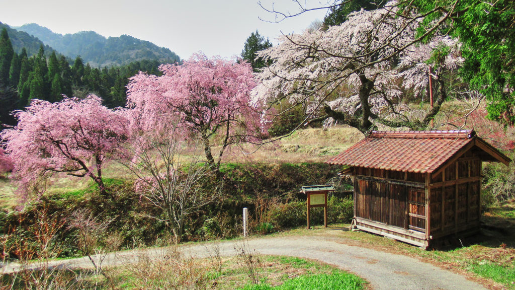 子安観音と枝垂桜