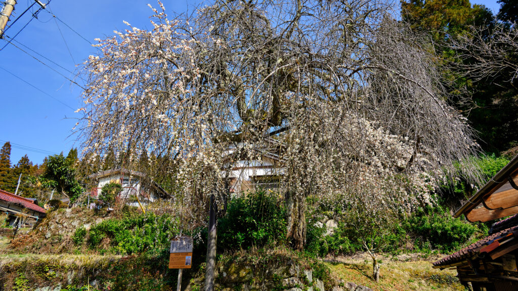 和合の枝垂梅