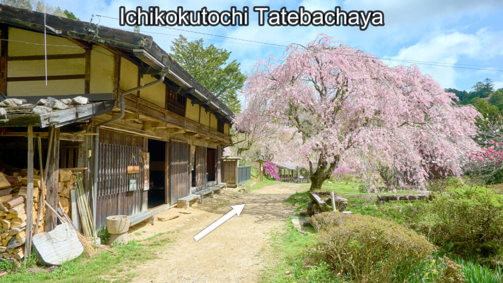 Ichikokutochi Tatebachaya