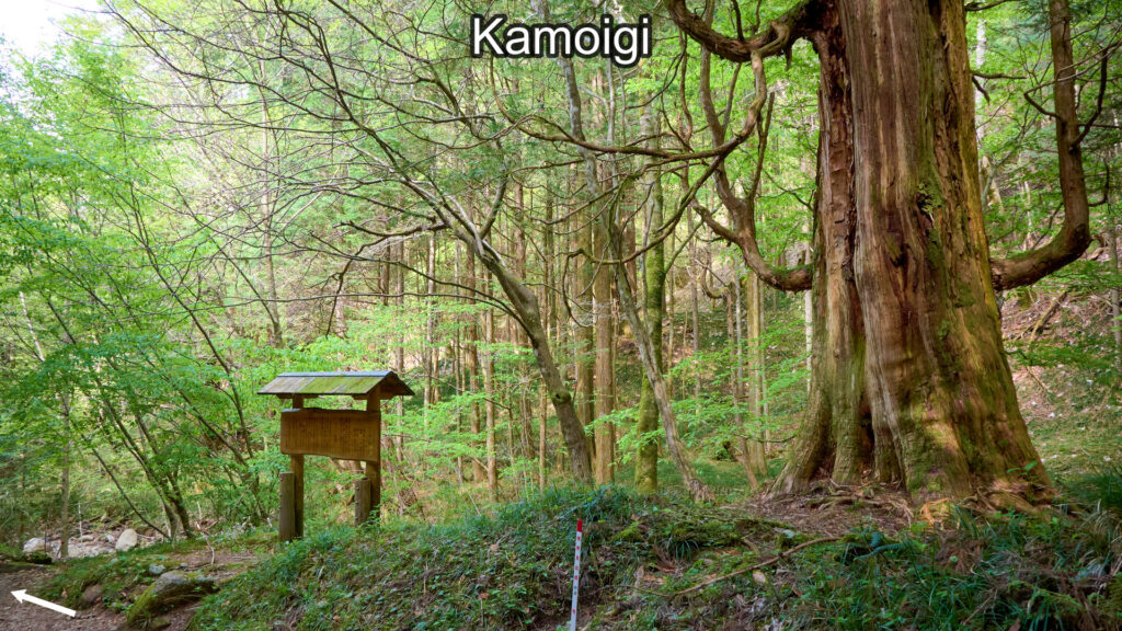 Kamoigi