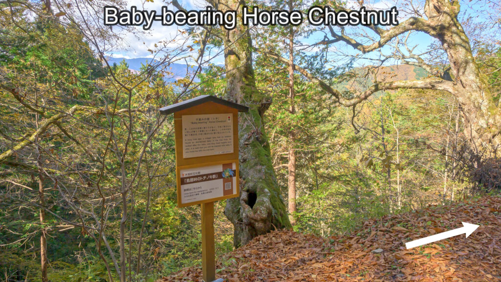 Baby-bearing Horse Chestnut