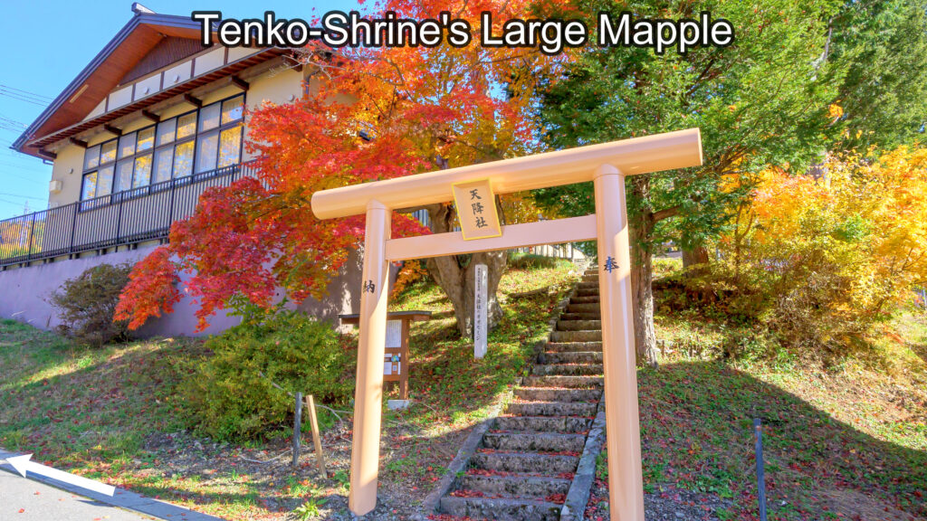 Tenko-Shrine's Large Mapple